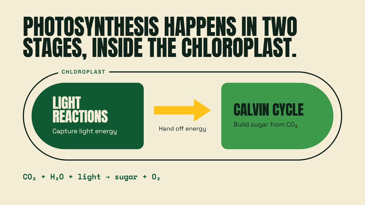 Another slide from Sunlight Into Sugar.